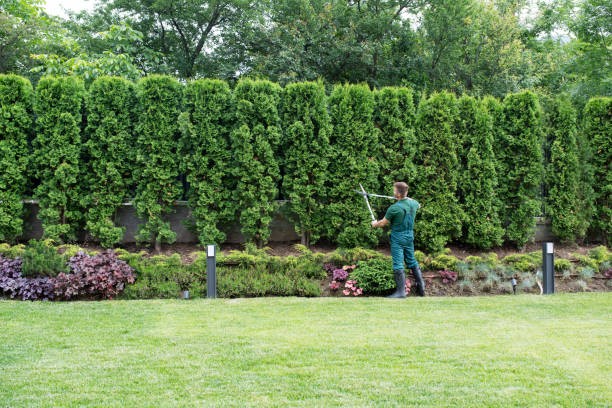 Best Lawn Disease Treatment  in Ebensburg, PA